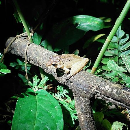 Hope Garden, Sarapiqui, We Connect You With The Sarapiqui Tropical Forest Esterno foto