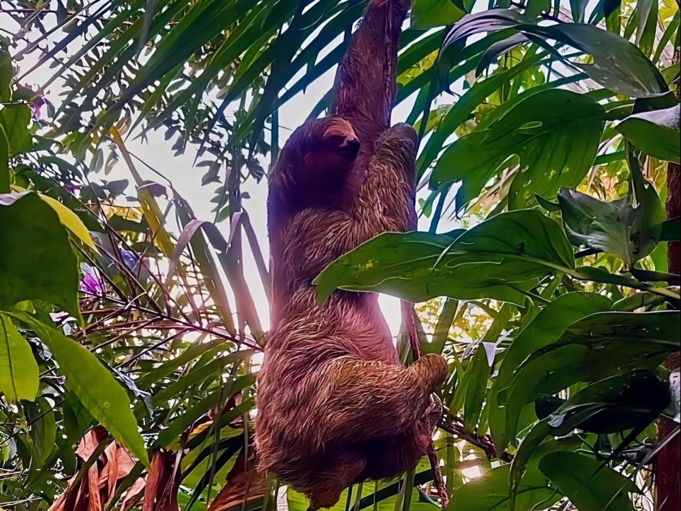 Hope Garden, Sarapiqui, We Connect You With The Sarapiqui Tropical Forest Esterno foto
