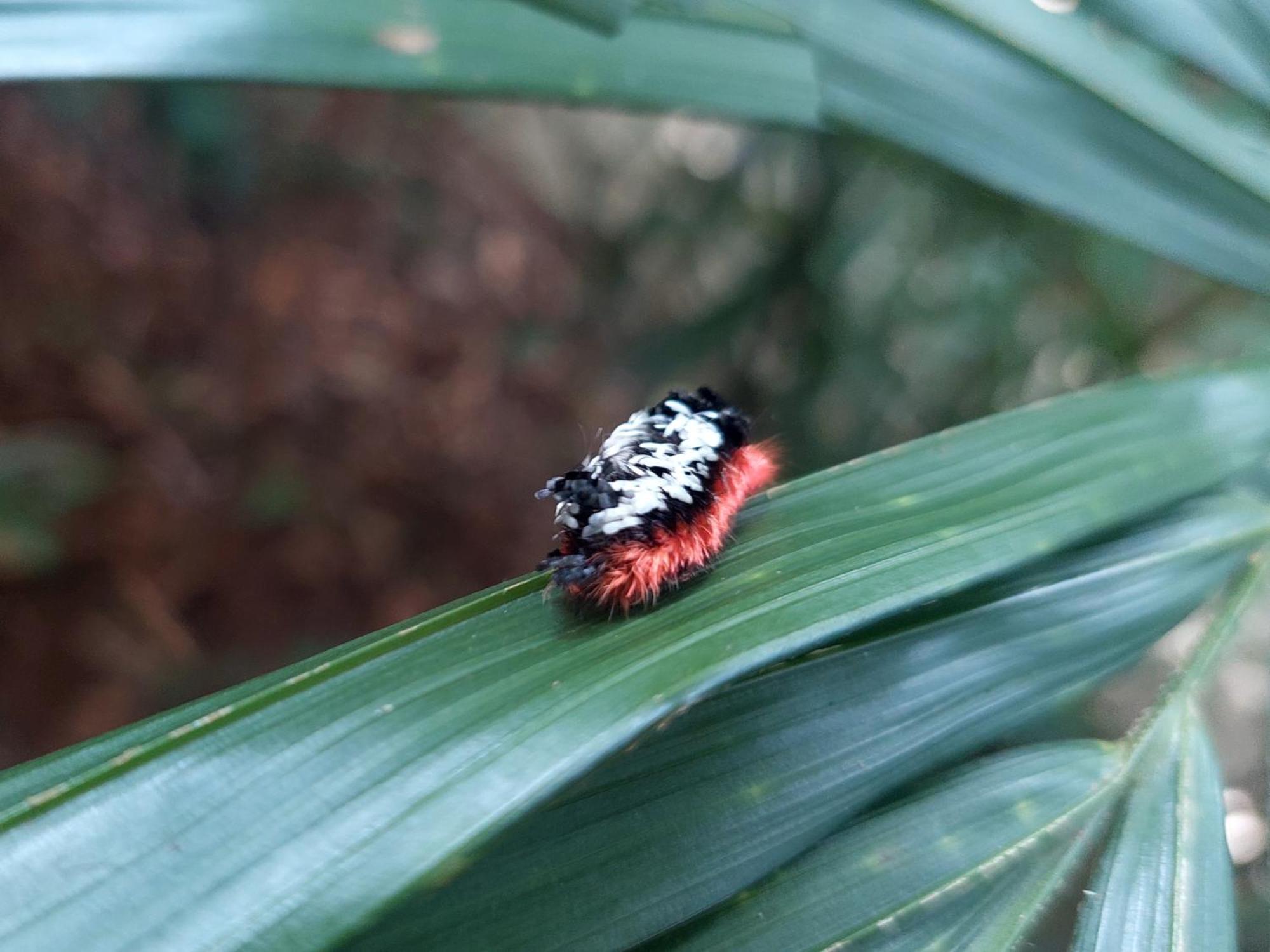 Hope Garden, Sarapiqui, We Connect You With The Sarapiqui Tropical Forest Esterno foto