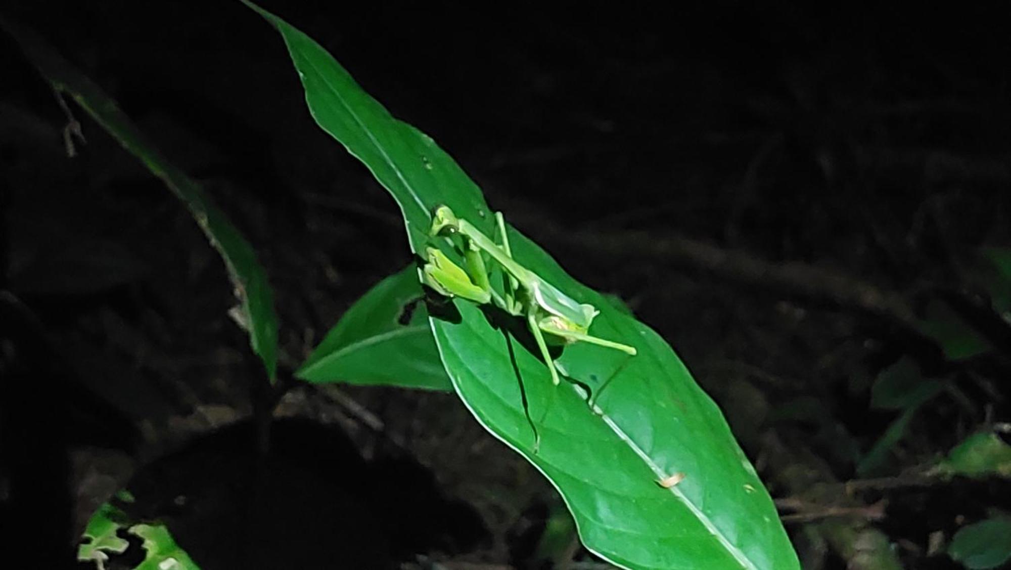 Hope Garden, Sarapiqui, We Connect You With The Sarapiqui Tropical Forest Esterno foto