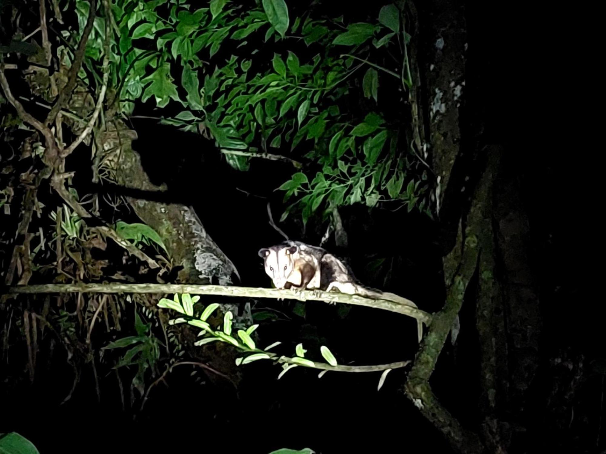 Hope Garden, Sarapiqui, We Connect You With The Sarapiqui Tropical Forest Esterno foto