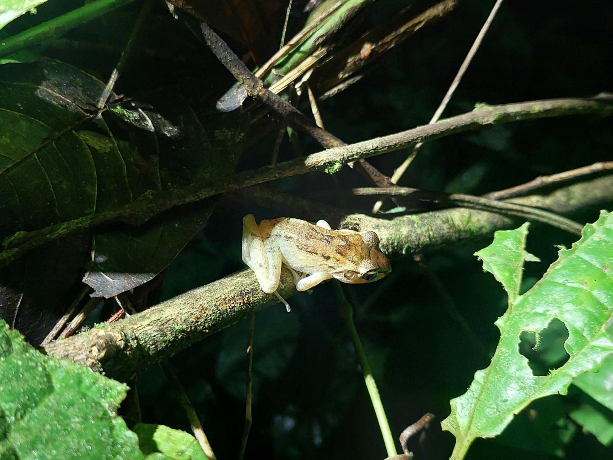 Hope Garden, Sarapiqui, We Connect You With The Sarapiqui Tropical Forest Esterno foto