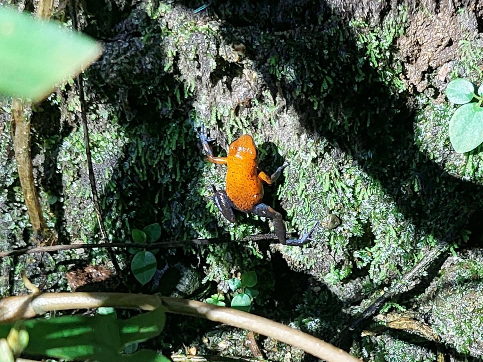 Hope Garden, Sarapiqui, We Connect You With The Sarapiqui Tropical Forest Esterno foto