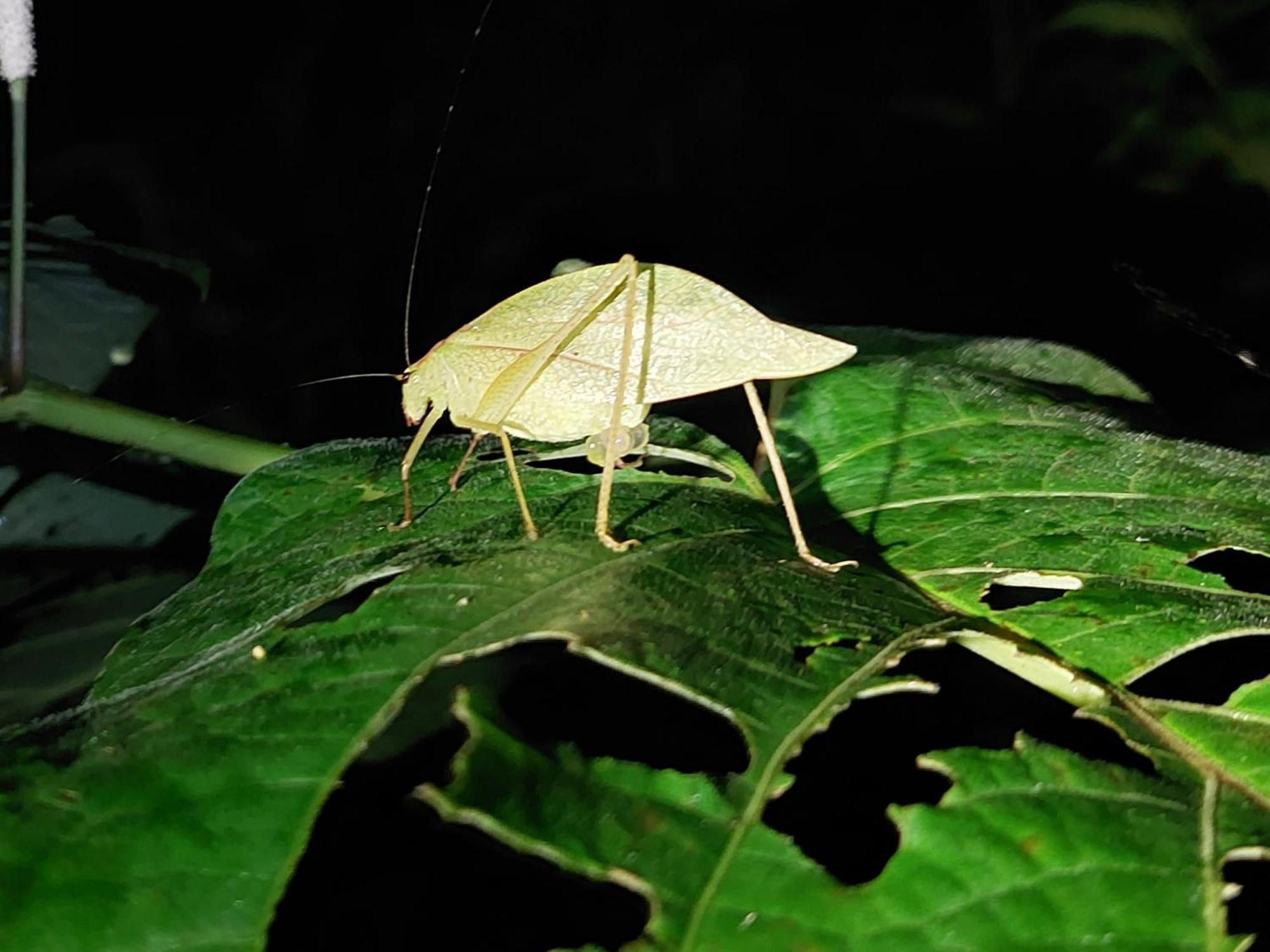 Hope Garden, Sarapiqui, We Connect You With The Sarapiqui Tropical Forest Esterno foto