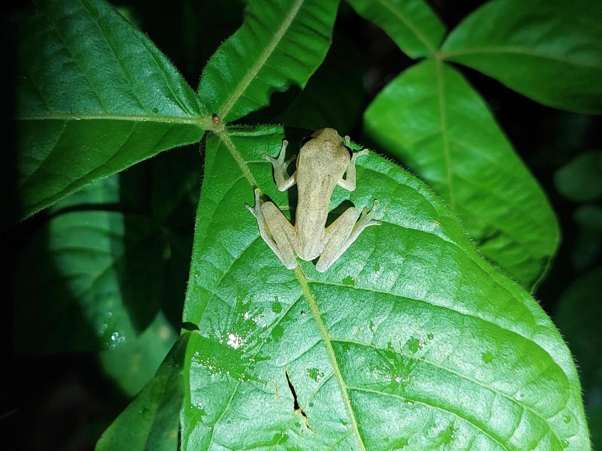 Hope Garden, Sarapiqui, We Connect You With The Sarapiqui Tropical Forest Esterno foto