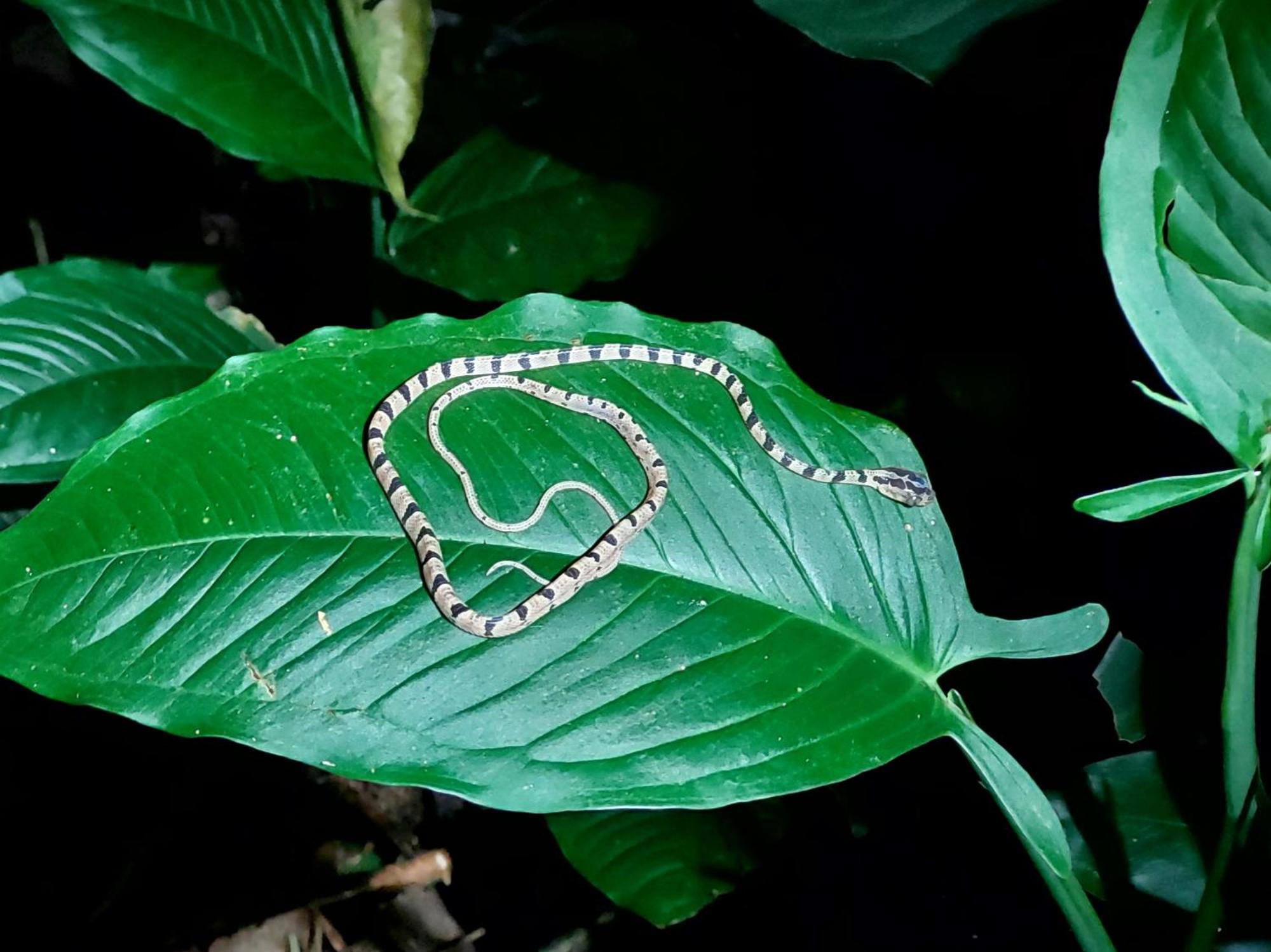 Hope Garden, Sarapiqui, We Connect You With The Sarapiqui Tropical Forest Esterno foto