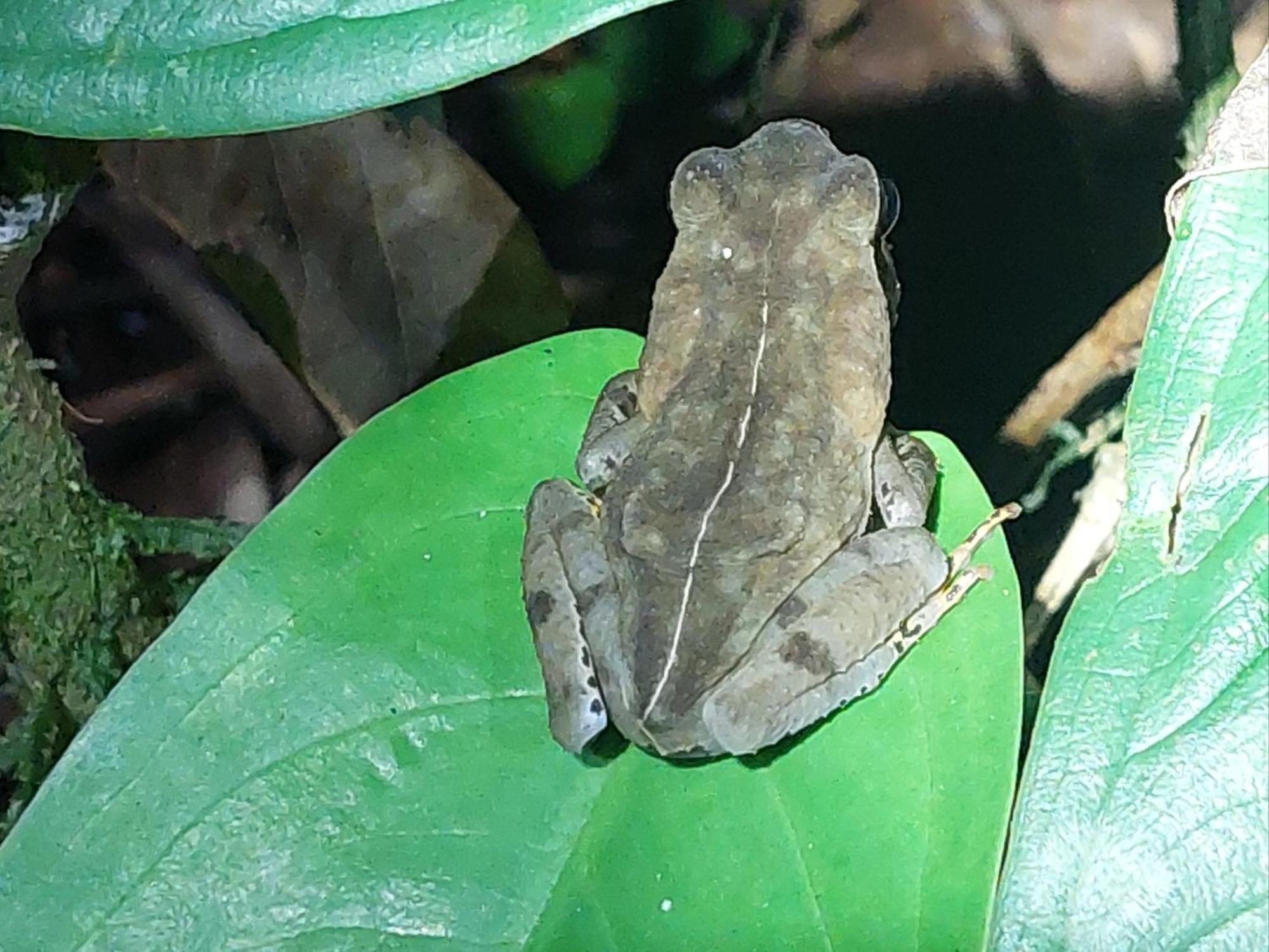 Hope Garden, Sarapiqui, We Connect You With The Sarapiqui Tropical Forest Esterno foto