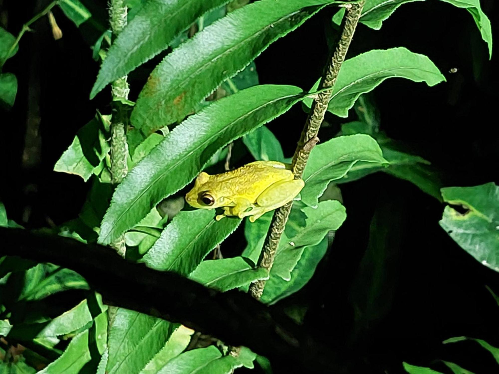 Hope Garden, Sarapiqui, We Connect You With The Sarapiqui Tropical Forest Esterno foto