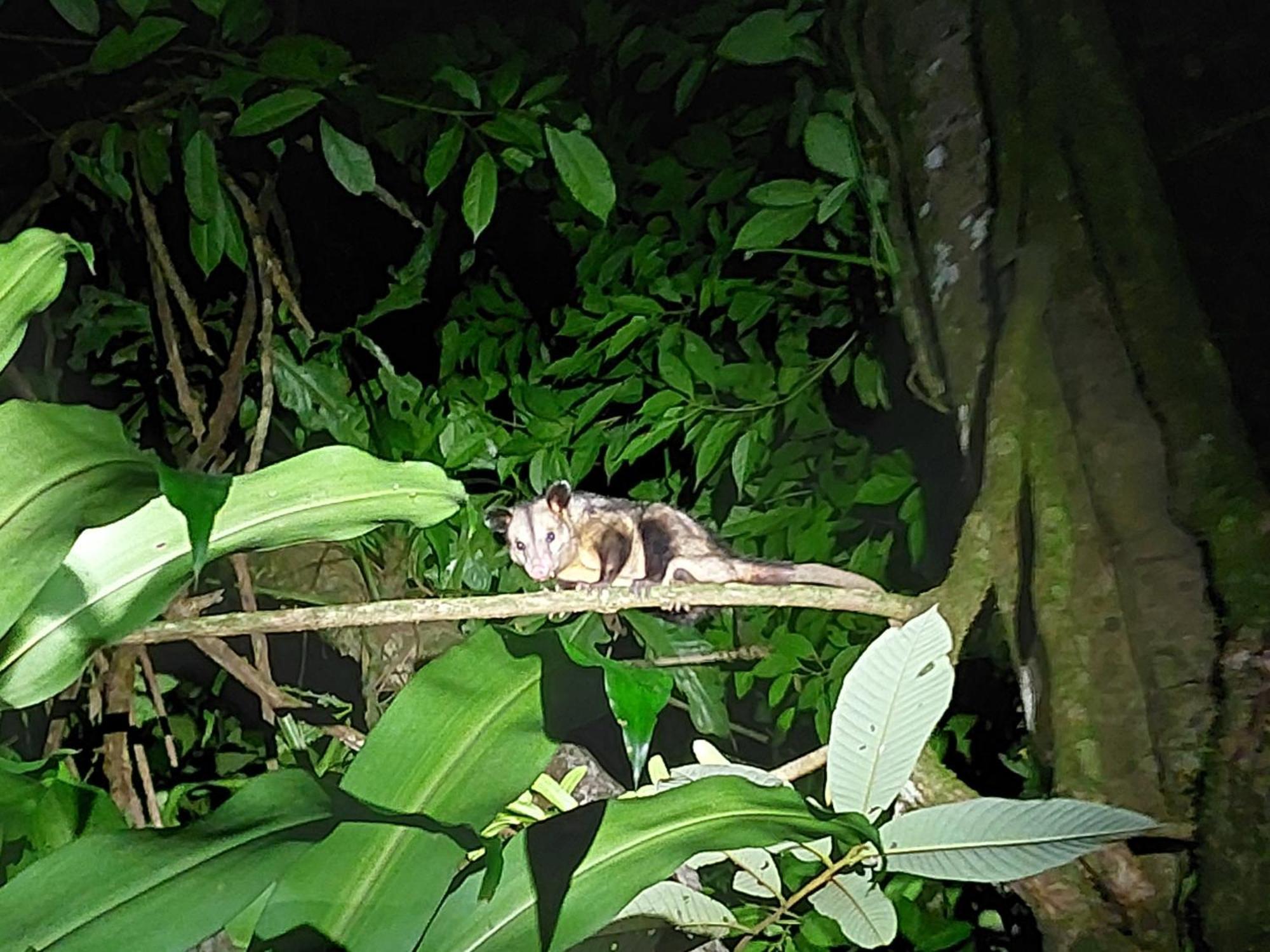 Hope Garden, Sarapiqui, We Connect You With The Sarapiqui Tropical Forest Esterno foto