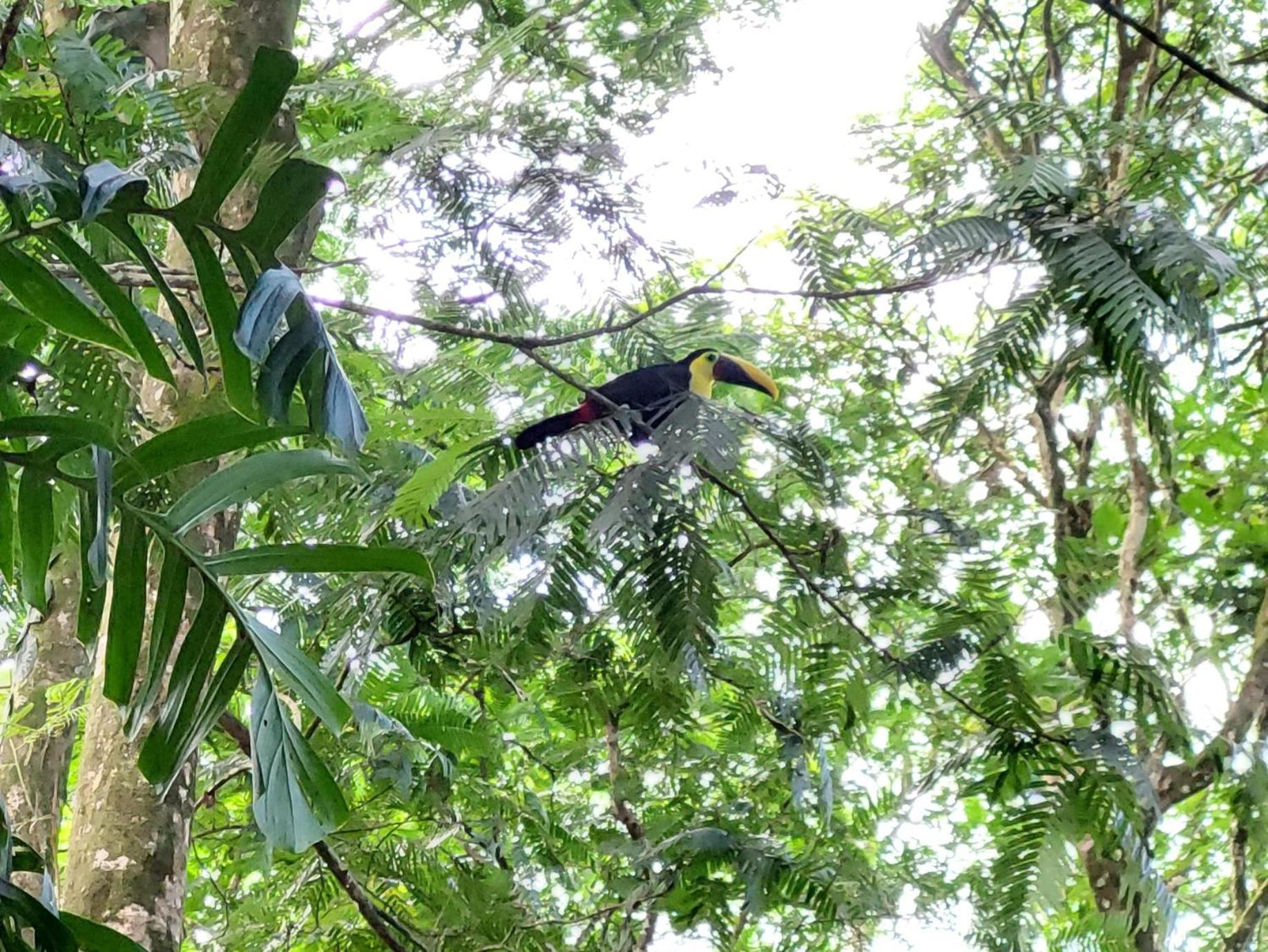 Hope Garden, Sarapiqui, We Connect You With The Sarapiqui Tropical Forest Esterno foto