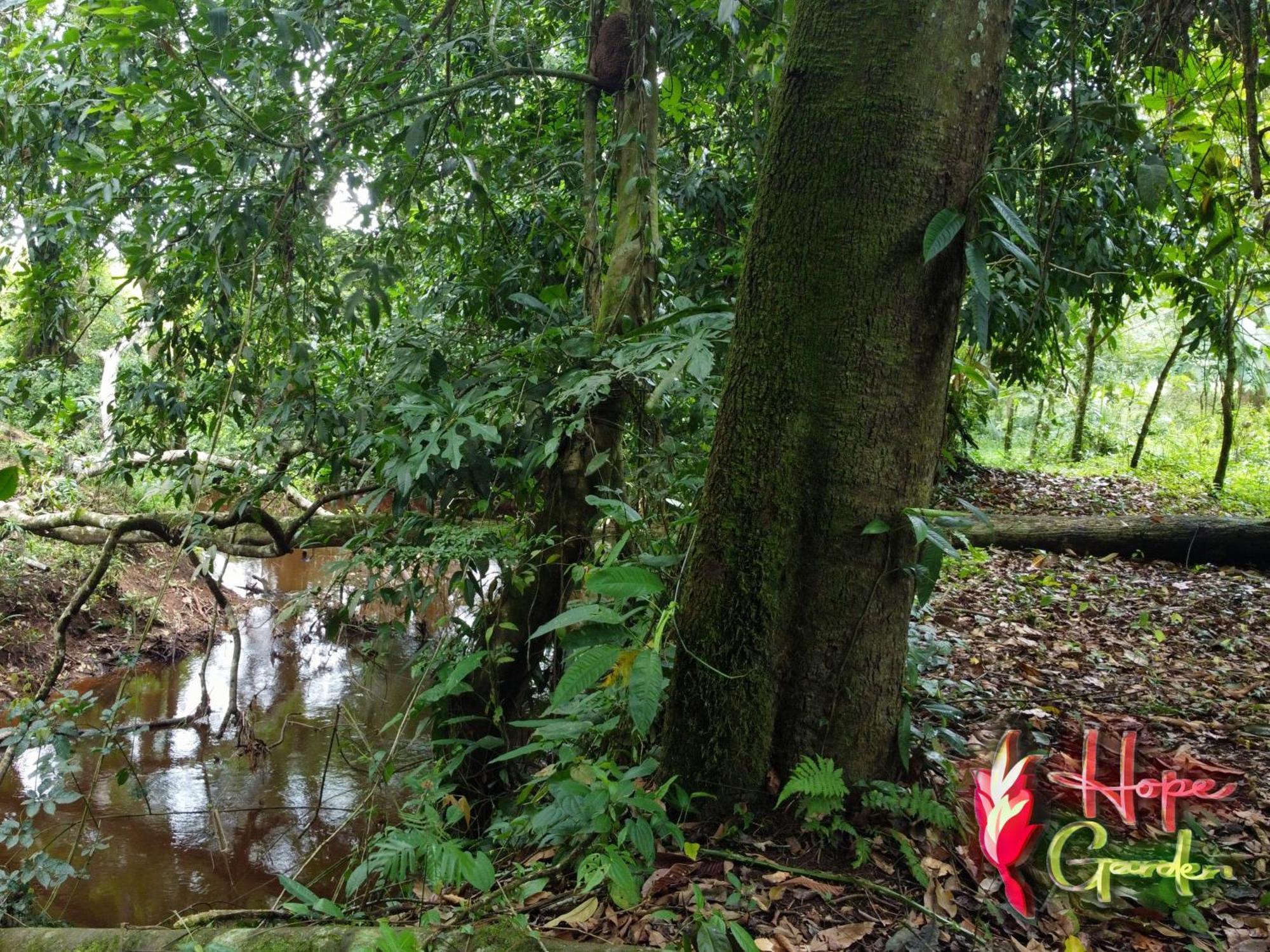 Hope Garden, Sarapiqui, We Connect You With The Sarapiqui Tropical Forest Esterno foto
