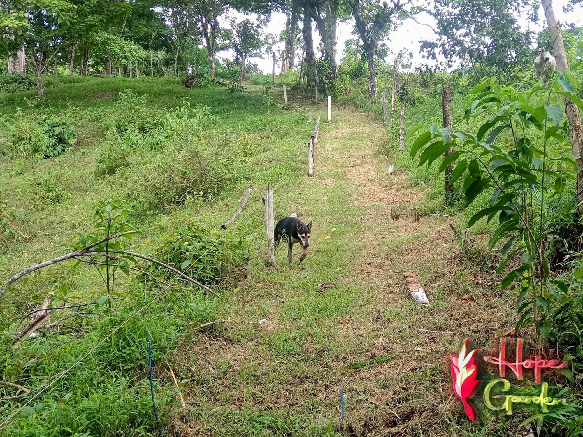 Hope Garden, Sarapiqui, We Connect You With The Sarapiqui Tropical Forest Esterno foto
