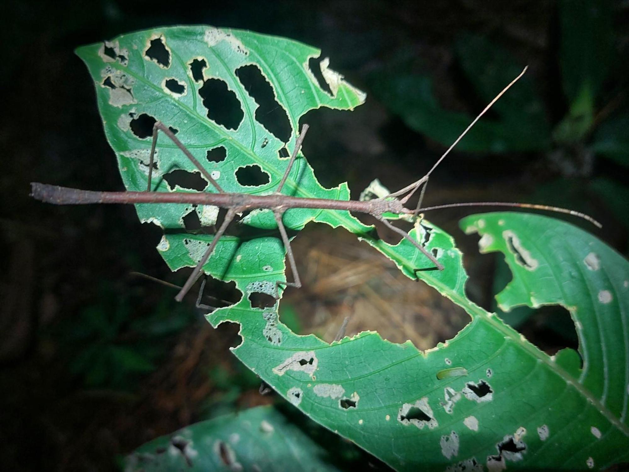 Hope Garden, Sarapiqui, We Connect You With The Sarapiqui Tropical Forest Esterno foto