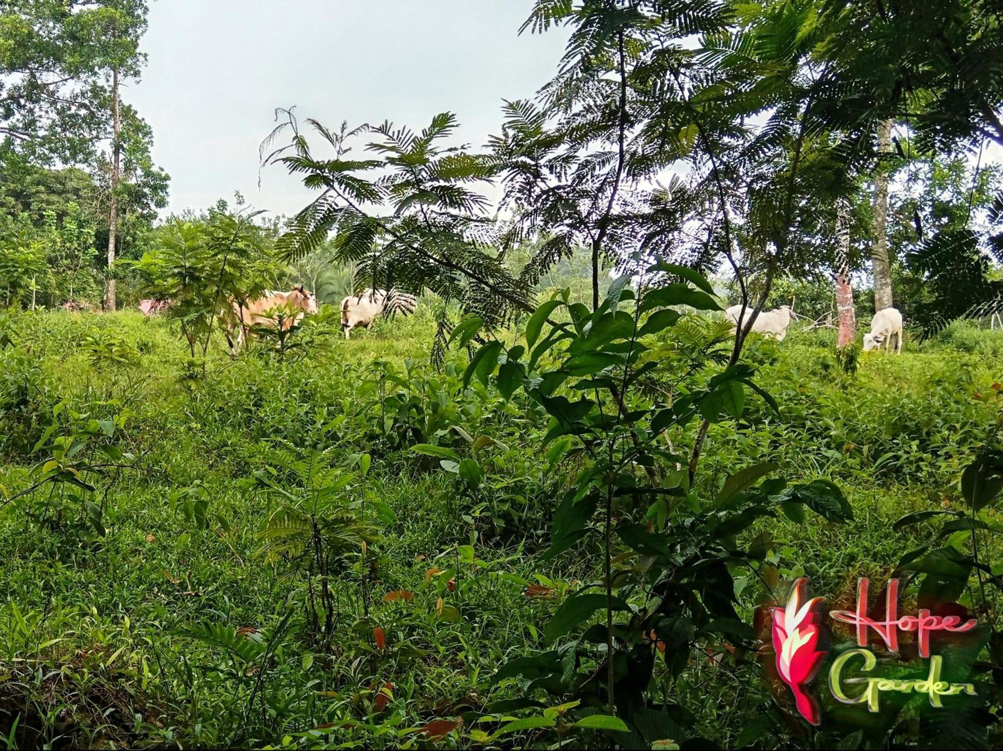 Hope Garden, Sarapiqui, We Connect You With The Sarapiqui Tropical Forest Esterno foto